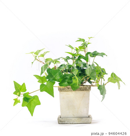観葉植物、アイビーの鉢植え【白背景】 94604426