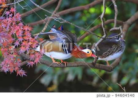 モミジの枝に止まるオシドリのペア モミジの枝に止まるオシドリのペア 94604540