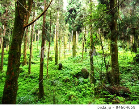 阿里山 南投 玉山 94604659