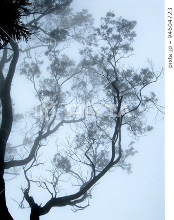 阿里山 南投 玉山 94604723