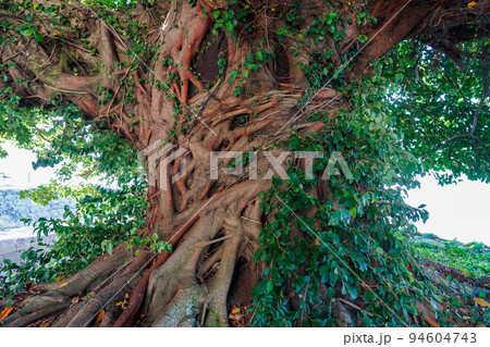 世界遺産に立つ巨木 三角西港のアコウの木（熊本県宇城市） 94604743