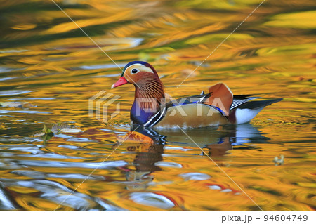 紅葉の写る水辺のオシドリ 94604749