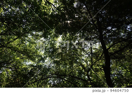 森 木 自然 94604750