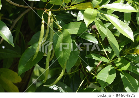 自然　植物　キダチベニノウゼン、若い果実。きれいな花からは想像できない細長い豆のような姿 94604875