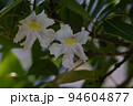 自然　植物　キダチベニノウゼン、熱帯アメリカ原産だそうです。花弁はラッパ型五裂で紅色ではなくピンク 94604877