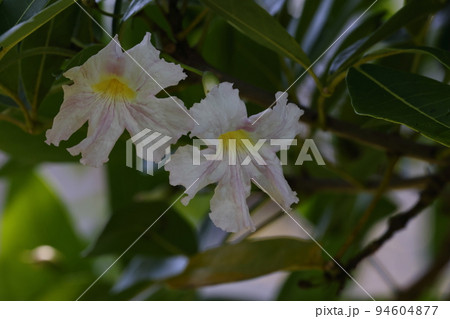 自然　植物　キダチベニノウゼン、熱帯アメリカ原産だそうです。花弁はラッパ型五裂で紅色ではなくピンク 94604877