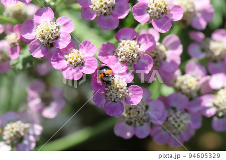 日本の秋の公園に咲くピンク色のノコギリソウに止まるマクガタテントウ虫 日本の秋の公園に咲くピンク色のノコギリソウに止まるマクガタテントウ虫 94605329