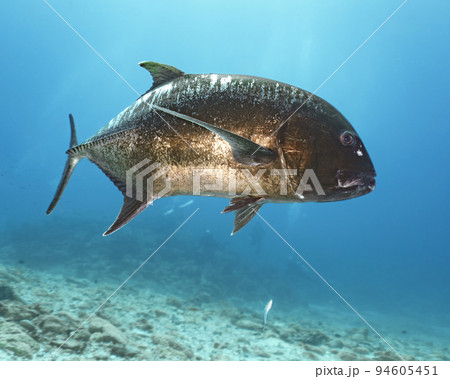 ロウニンアジ 94605451