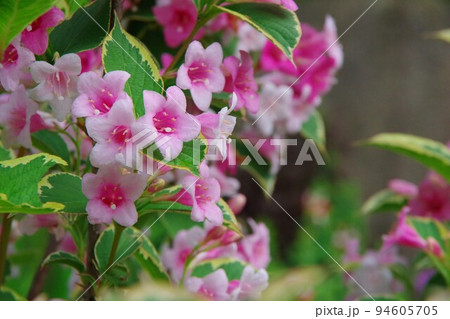 斑入り大紅ウツギ ウェイゲラ フロリダ バリエガータ 斑入り大紅ウツギ ウェイゲラ フロリダ バリエガータ 94605705