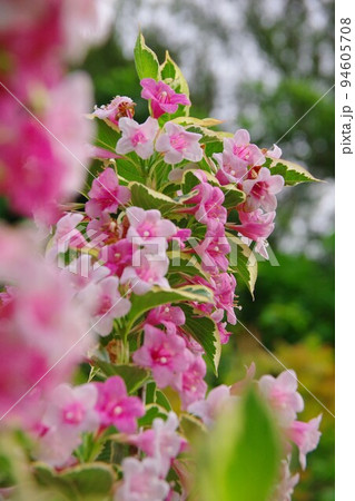 斑入り大紅ウツギ ウェイゲラ フロリダ バリエガータ 斑入り大紅ウツギ ウェイゲラ フロリダ バリエガータ 94605708