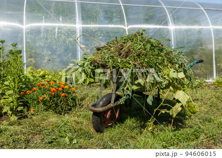 wheelbarrow in the vegetable garden. Garden cart in the kitchen garden filled with mown grass. Cleaning weeds in the garden. 94606015