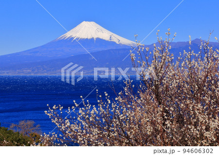 輝く白梅と冠雪富士 94606302