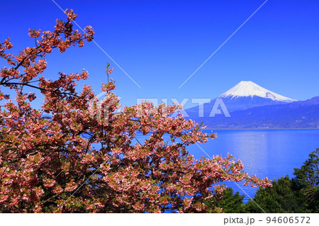 海面に写る冠雪富士と早春花 94606572