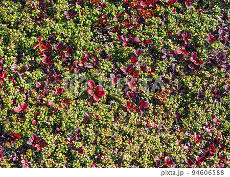background and texture tundra with cranberries and reindeer moss background and texture tundra with cranberries and reindeer moss 94606588