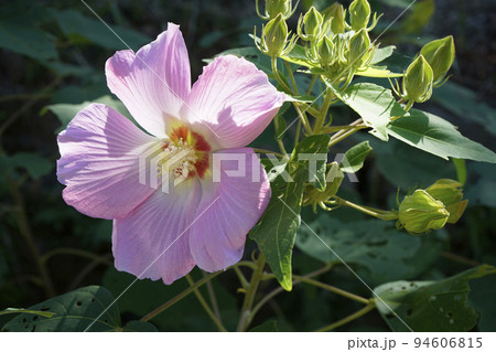 芙蓉の花 94606815