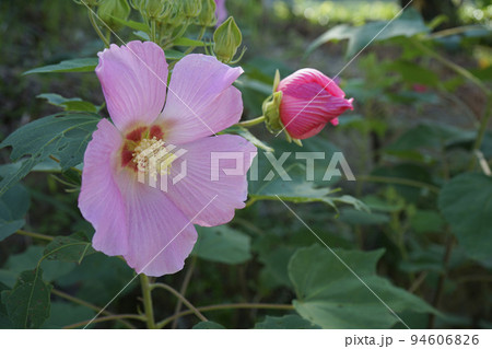 芙蓉の花 芙蓉の花 94606826