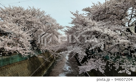川辺に咲く桜 94607204