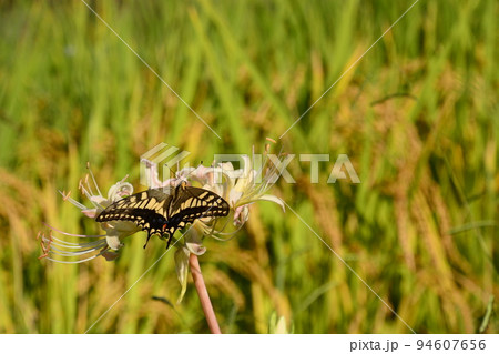 山田池公園 94607656
