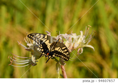 山田池公園 94607657