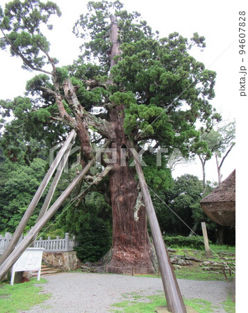 玉若酢命神社の八百杉 94607828
