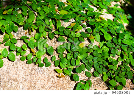石壁の植物 石壁の植物 94608005