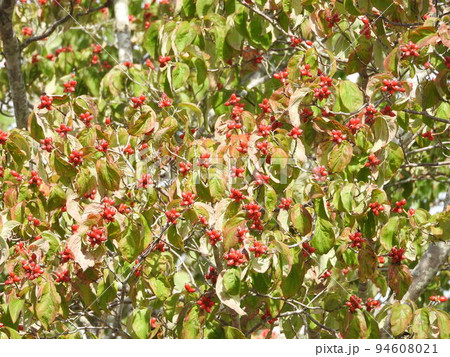 真っ赤に色づいたハナミズキの実 真っ赤に色づいたハナミズキの実 94608021