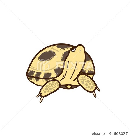 ロシアリクガメ　額付きミニ絵画　油彩 ロシアリクガメ 額付きミニ絵画 油彩