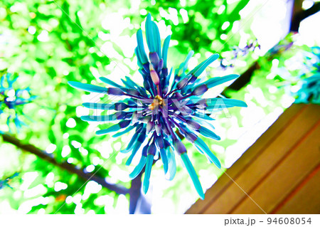 ヒスイカズラの花 94608054