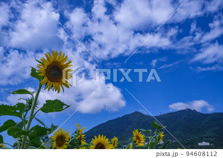 筑波山とひまわり畑 筑波山とひまわり畑 94608112