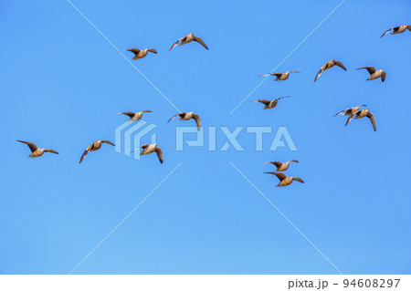 Burchell's Sandgrouse in Kgalagadi transfrontier park, South Africa 94608297