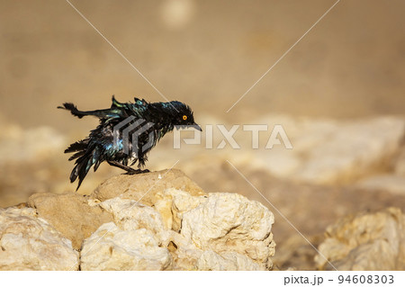 Cape Glossy Starling in Kgalagadi transfrontier park, South Africa 94608303