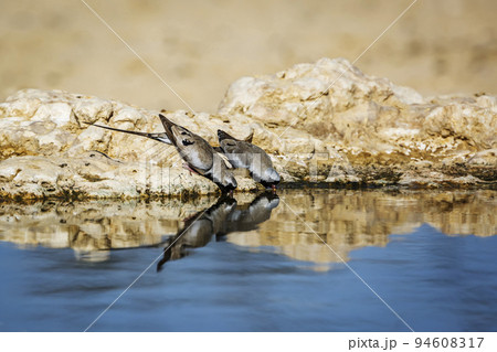 Namaqua Dove in Kgalagadi transfrontier park, South Africa 94608317