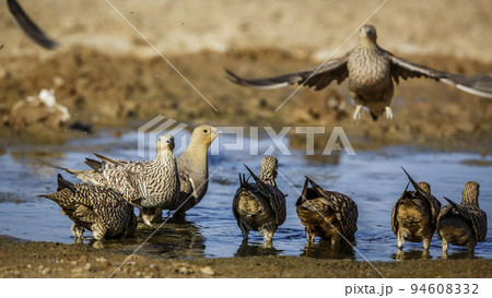 Namaqua sandgrouse in Kgalagadi transfrontier park, South Africa Namaqua sandgrouse in Kgalagadi transfrontier park, South Africa 94608332
