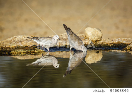 Ring-necked Dove in Kgalagadi transfrontier park, South Africa 94608346