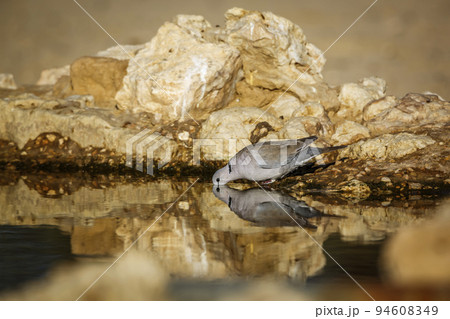 Ring-necked Dove in Kgalagadi transfrontier park, South Africa 94608349