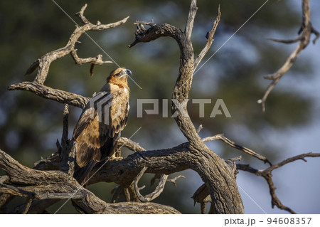 Tawny Eagle in Kgalagadi transfrontier park, South Africa Tawny Eagle in Kgalagadi transfrontier park, South Africa 94608357