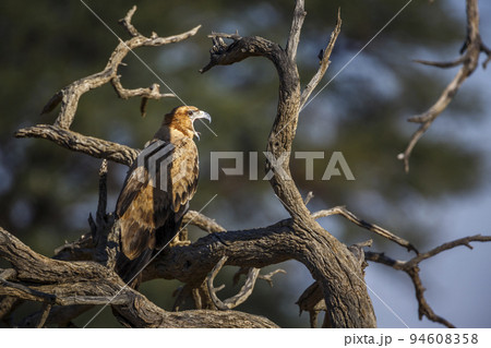 Tawny Eagle in Kgalagadi transfrontier park, South Africa 94608358