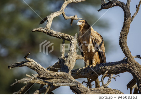 Tawny Eagle in Kgalagadi transfrontier park, South Africa 94608363