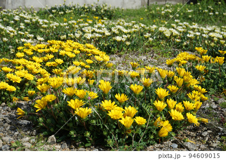 黄色いガザニアの花 黄色いガザニアの花 94609015