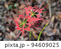 赤い彼岸花 94609025