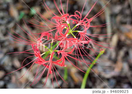 赤い彼岸花 赤い彼岸花 94609025