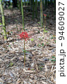 赤い彼岸花 94609027