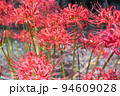 群生する彼岸花 94609028