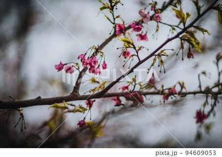 桜 さくら サクラ 94609053