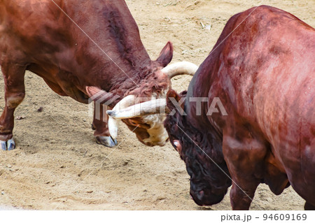 闘牛　山古志の牛の角突き (長岡市山古志地域)　山古志闘牛場 94609169