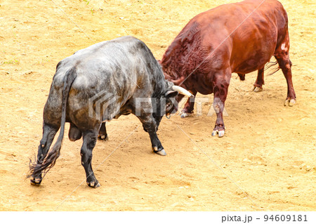 闘牛　山古志の牛の角突き (長岡市山古志地域)　山古志闘牛場 94609181