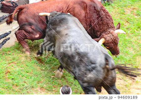 闘牛　山古志の牛の角突き (長岡市山古志地域)　山古志闘牛場 94609189