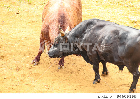 闘牛　山古志の牛の角突き (長岡市山古志地域)　山古志闘牛場 94609199
