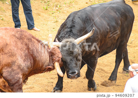 闘牛　山古志の牛の角突き (長岡市山古志地域)　山古志闘牛場 94609207