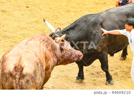 闘牛 山古志の牛の角突き (長岡市山古志地域) 山古志闘牛場 闘牛 山古志の牛の角突き (長岡市山古志地域) 山古志闘牛場 94609210